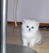 Persian Kittens and cats