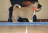 Home Raised Akita Puppies Ready To Go Now